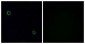 CXCR4 Antibody (aa300-349)